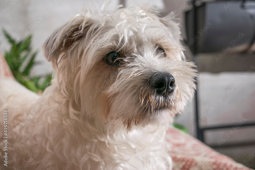 Perro Perro