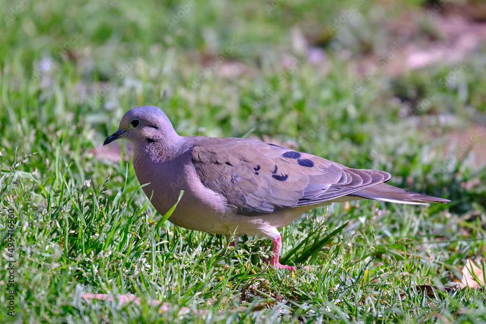 Fototapeta premium Eared Dove (Zenaida auriculata), walking on the grass looking for its food.