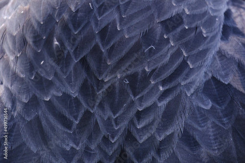 Texture of the plumage of the Black chested Buzzard Eagle (Geranoaetus melanoleucus) showing its beautiful patterns. photo