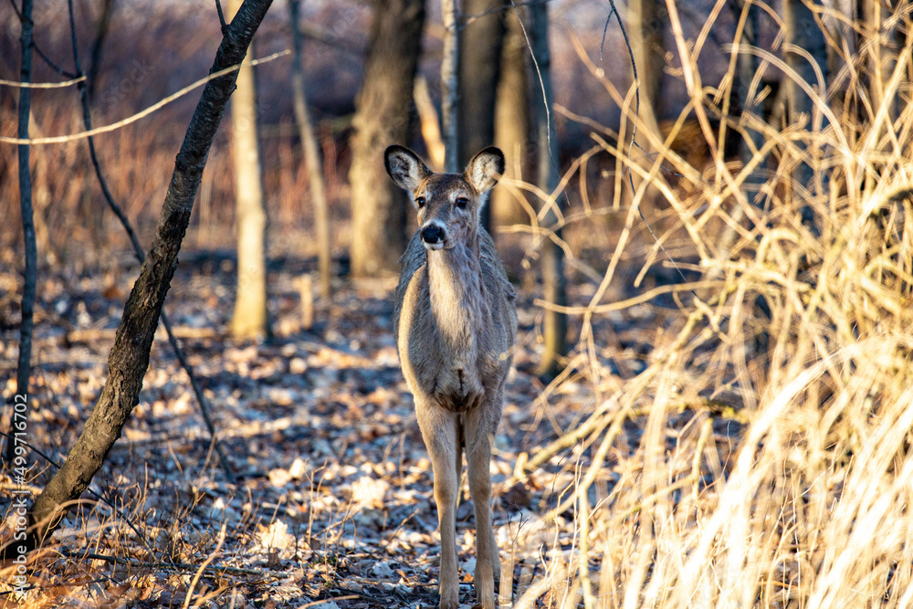 White-tailed deer (odocoileus virginianus) standing in a Wisconsin forest