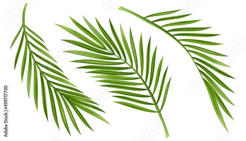 Tropical palm leaf isolated on white background. Realistic green summer plant tree set. Tropic botanical branch illustrations Vector illustration