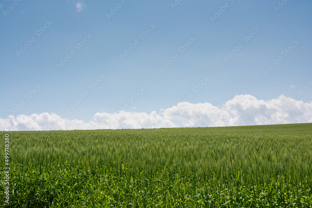 夏の緑の麦畑と青空
夏の緑の麦畑と青空