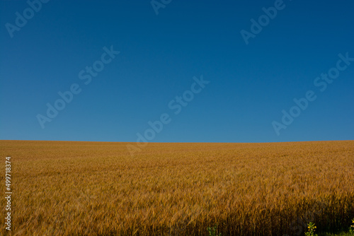 黄金色のムギ畑と青空 