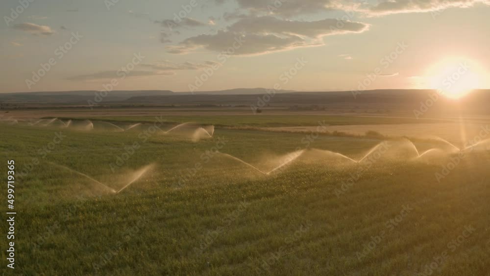 A fly over a maize, corn field in sunset while crops are being watered.