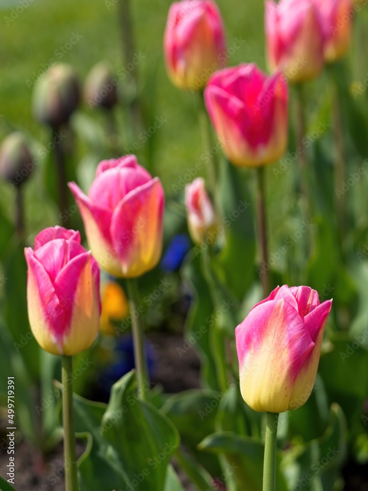 Colorful tulips bloom on the flowerbed in the springtime