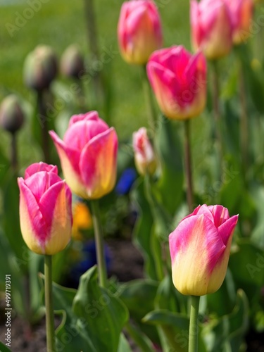 Colorful tulips bloom on the flowerbed in the springtime