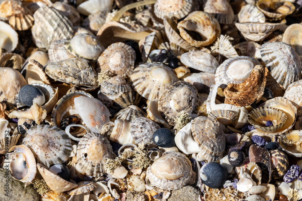 Sea Shells on the sea shore