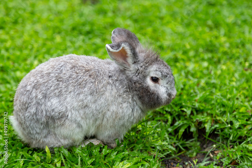 rabbits on a garden green on a summer day, a cute fluffy bunny, a small lovely rabbit on green grass, Friendship with Easter Bunny on a happy farm, a Cute little Easter bunny, a young fur baby with 
