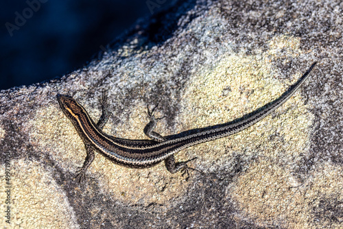 Elegant Snake-eyed Skink (Cryptoblepharus virgatus) photo