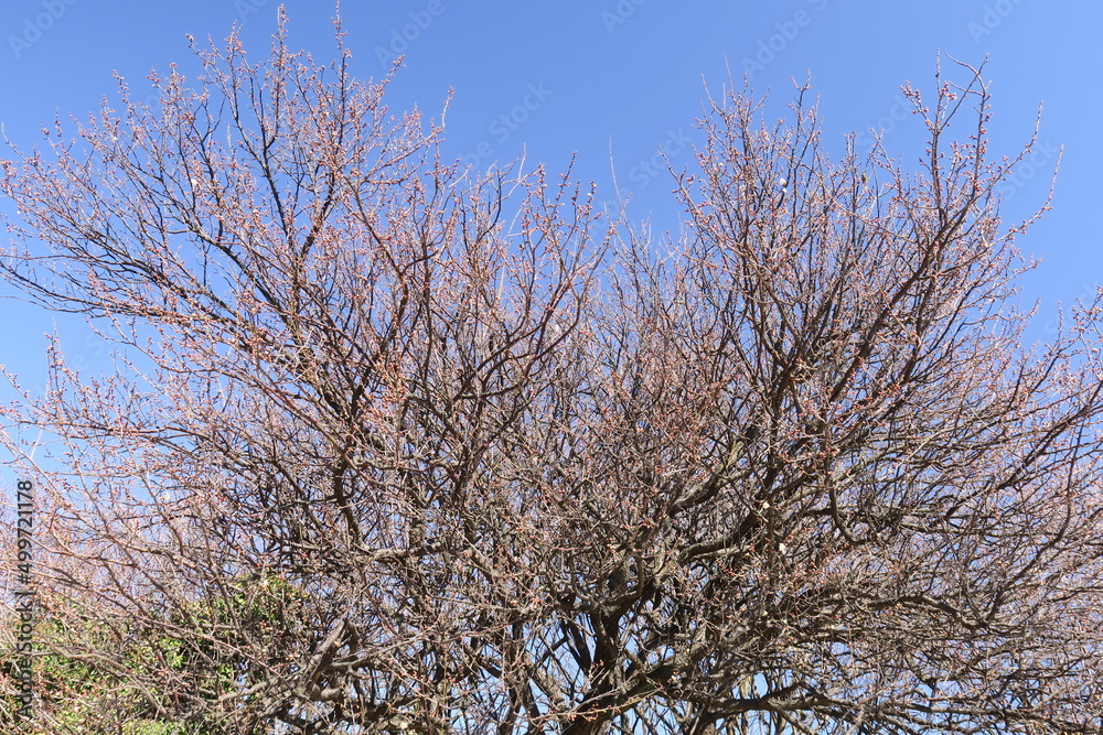 Fototapeta premium 花芽の膨らみ始めた早春の梅の木と青空