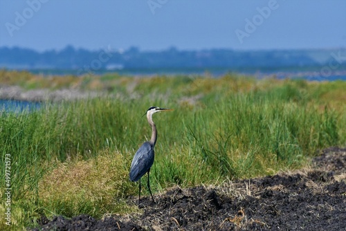 Blue Heron in grass