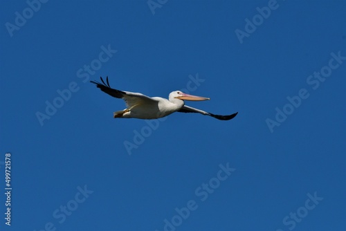 Pelican in Flight