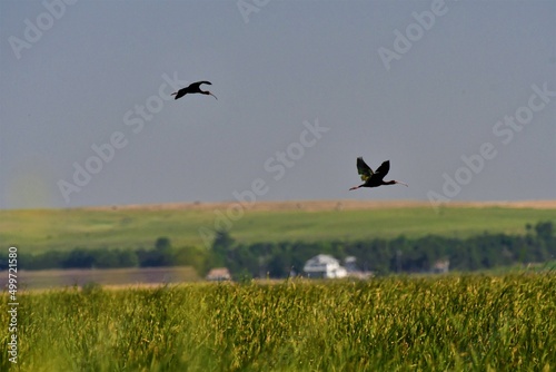 Ibis in flight