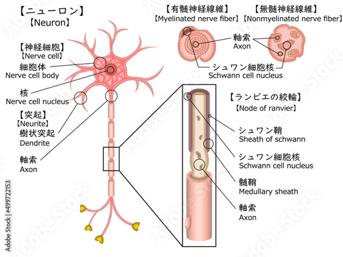 神経細胞　構造　イラスト
