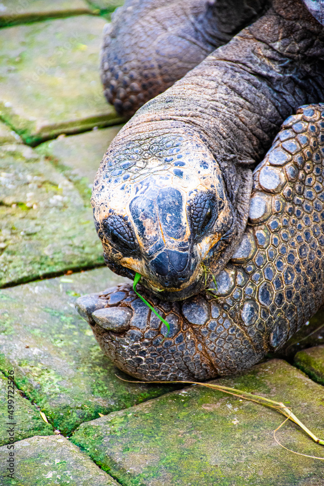 turtle in the grass turtle in the grass