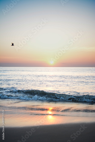 sunset over the sea with bird © KD
