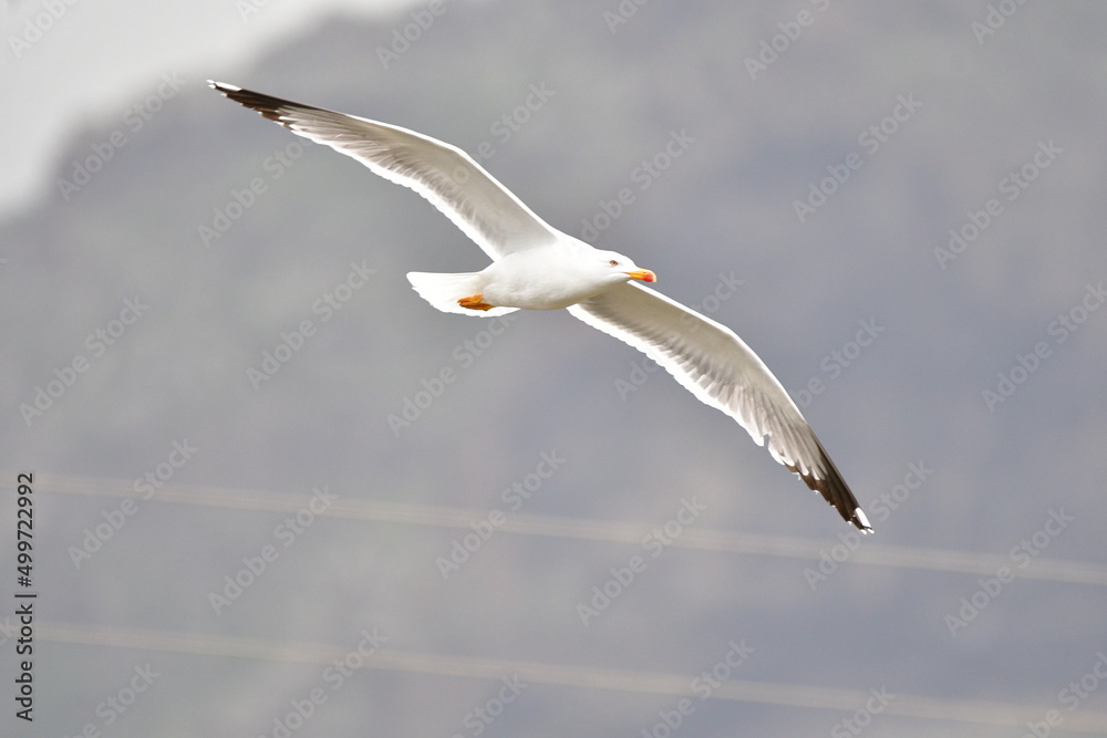 Obraz premium GAVIOTA PATIAMARILLA