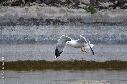 Canvas Print GAVIOTA PATIAMARILLA