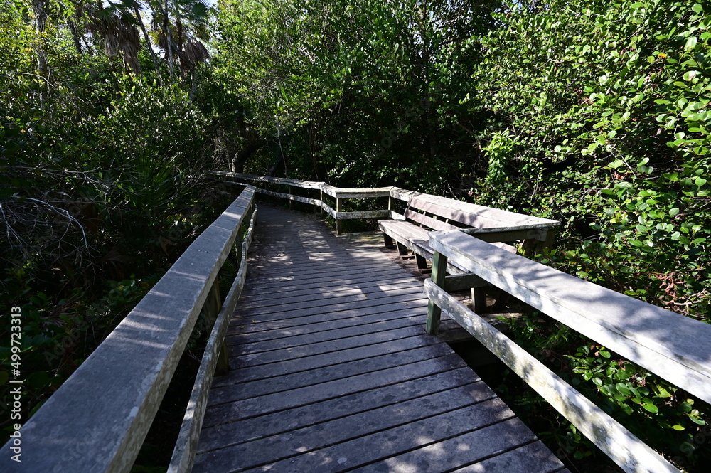 Mahogany Hammock boardwalk through natural hardwood hammock in Everglades National Park, Florida. Mahogany Hammock boardwalk through natural hardwood hammock in Everglades National Park, Florida.