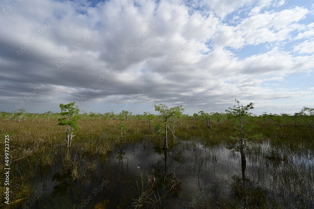 Cypress trees of the Dwarf Cypress Forest in Everglades National Park, Florida in bright green spring foliage under developing cloudscape. Cypress trees of the Dwarf Cypress Forest in Everglades National Park, Florida in bright green spring foliage under developing cloudscape.