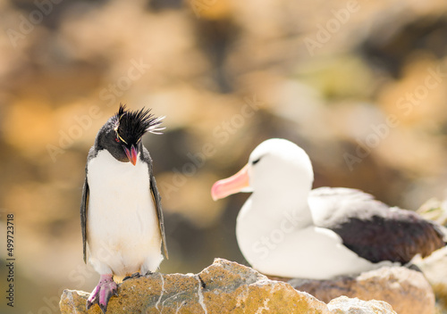 Rock Hopper Penguin staring down a Black Browed Albatross