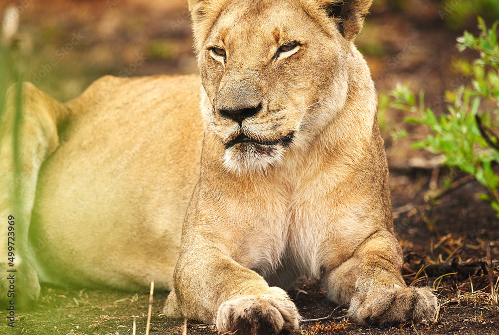 The queen every king needs. Cropped shot of a lioness on the plains of Africa. The queen every king needs. Cropped shot of a lioness on the plains of Africa.