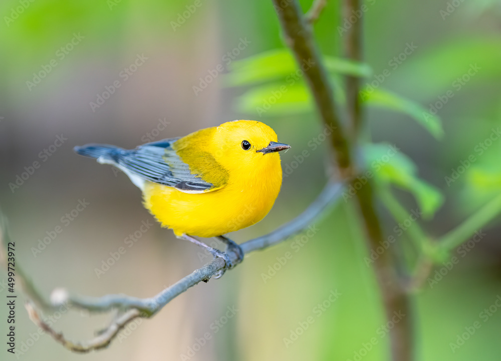 Prothonotary warbler perched on a branch Prothonotary warbler perched on a branch