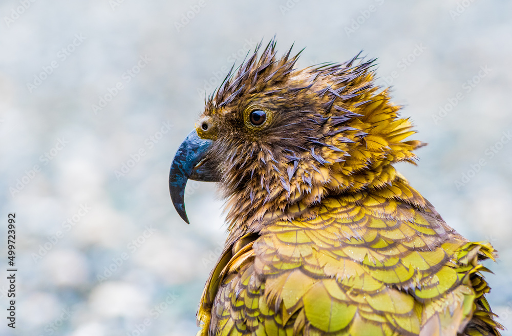 Fototapeta premium Kea alpine parrot on the ground in the rain