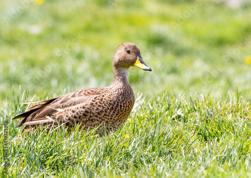 South Georgia Pintail in the grass foraging