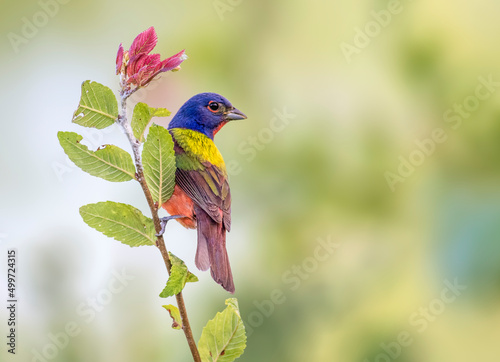 Painted Bunting hanging off a plant in Dallas photo