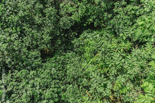 Nature green wallpaper background of bush and tree top forest.