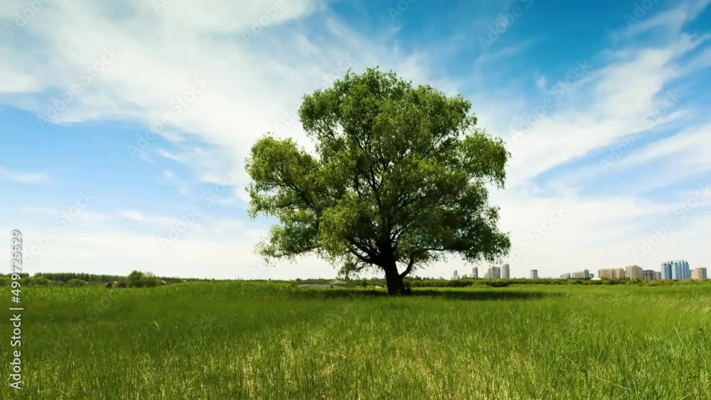 Time lapse of white clouds moving in the sky and a big tree in the green grass swaying in the wind Time lapse of white clouds moving in the sky and a big tree in the green grass swaying in the wind