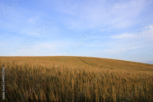 黄金色の麦畑と青空 © まり子 佐藤