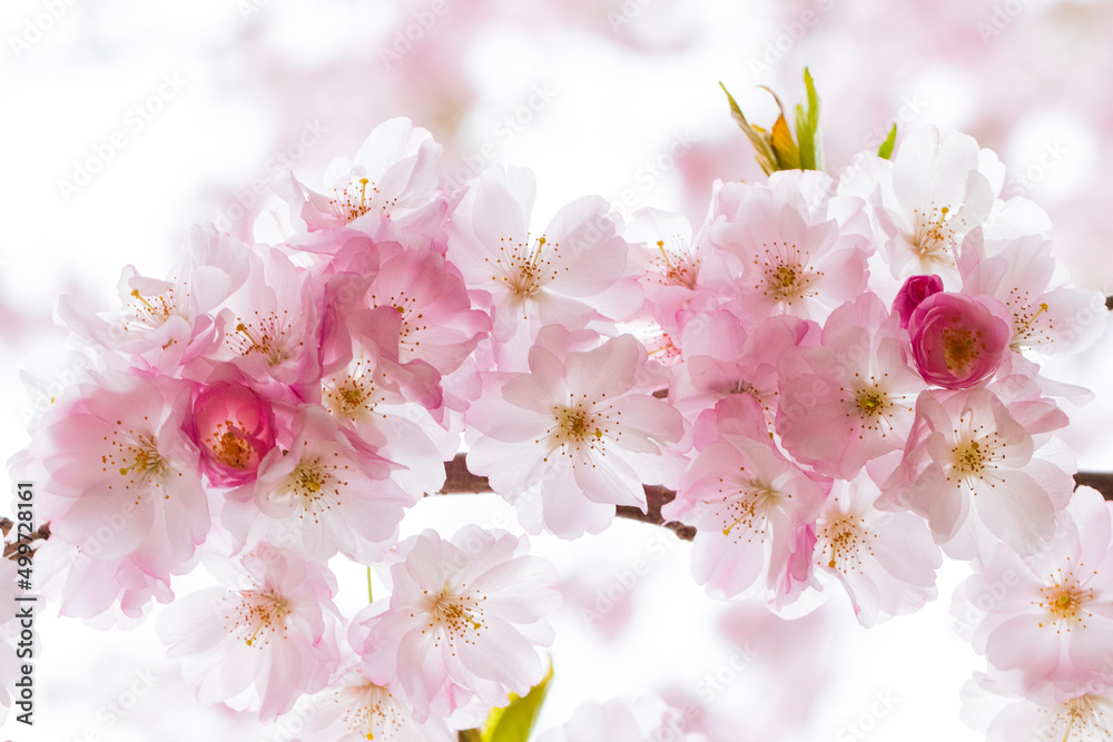 cherry blossom cherry blossom
