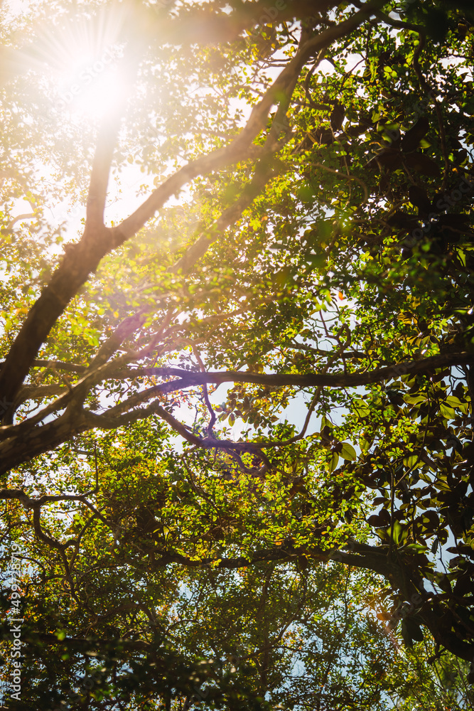 Fototapeta premium sun shining through trees