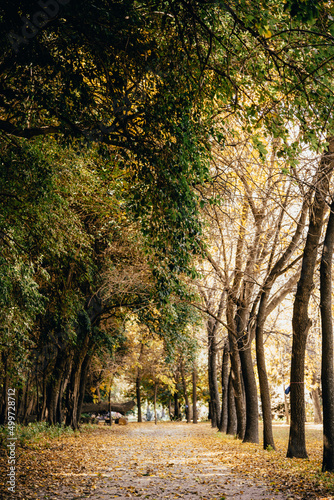 path in the autumn forest