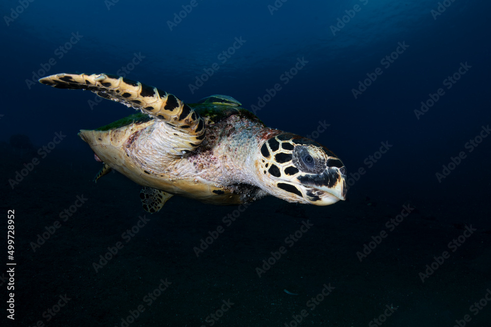 Obraz premium Hawksbill Turtle - Eretmochelys imbricata swims along the seabed. Sea life of Tulamben, Bali, Indonesia.