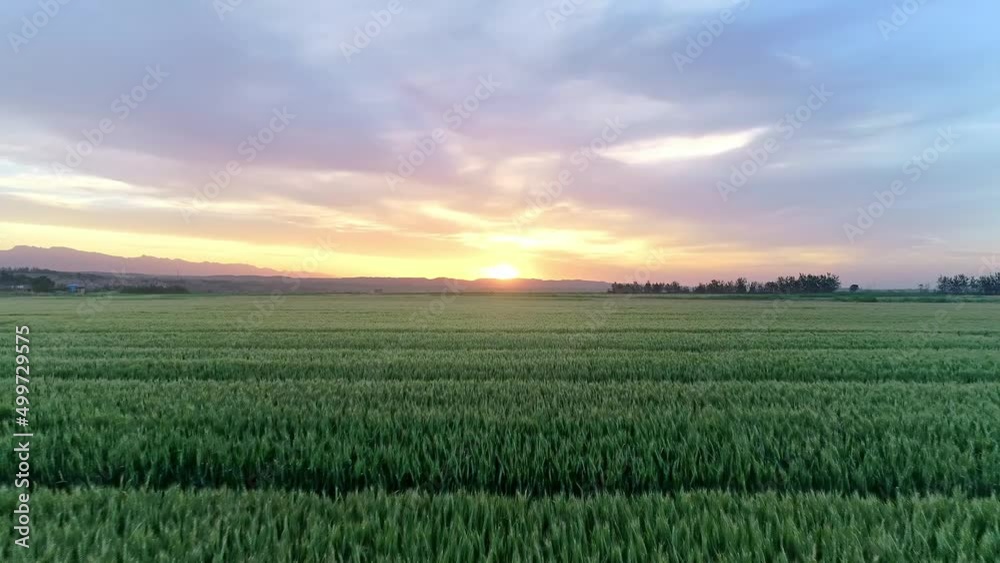 Aerial view of endless green wheat fields at sunset Aerial view of endless green wheat fields at sunset