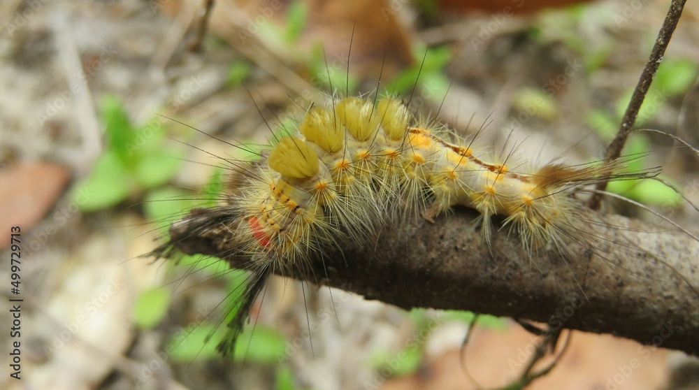 Closeup of yellow tussock caterpillar in Florida wild