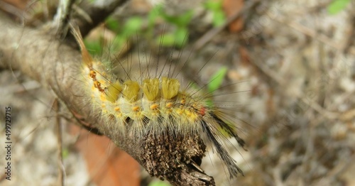 Yellow tussock caterpillar on a branch, closeup
