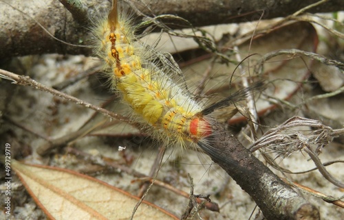 Tussock Moth Caterpillar (Orgyia leucostigma) photo