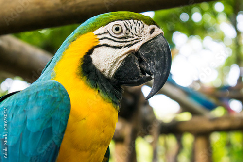blue and yellow macaw
