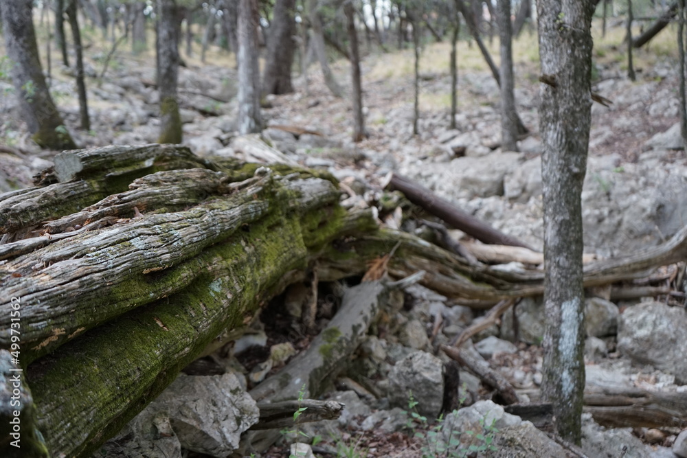 stump in the forest stump in the forest