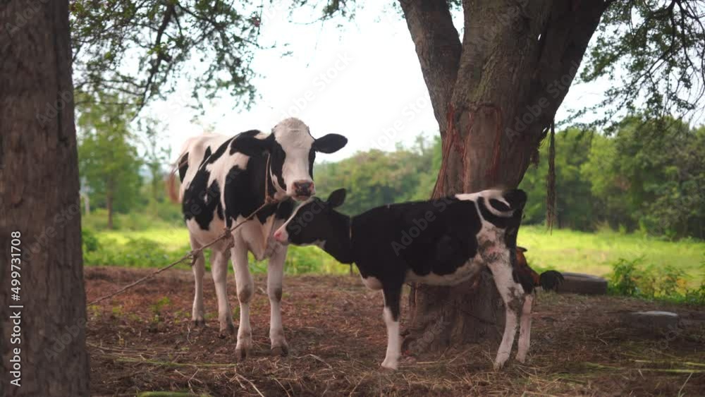 A milk cow and calf are standing under a canopy in a farm meadow. There are mountains and the sky in the background. A milk cow and calf are standing under a canopy in a farm meadow. There are mountains and the sky in the background.