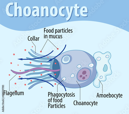 Diagram showing sponge choanocyte structure