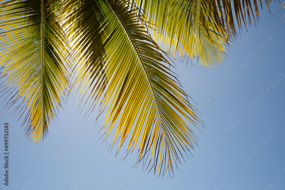 Palm leaf closeup, Dominican Republic, sunny beach, palm trees, on the coast