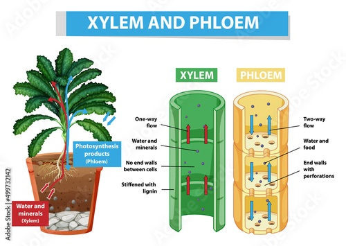 Diagram showing xylem and phloem in plant