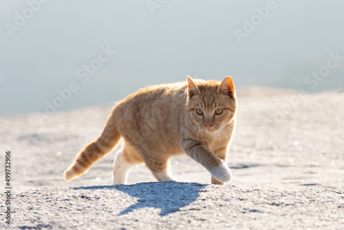 고양이의 산책, 애완동물 © Chan