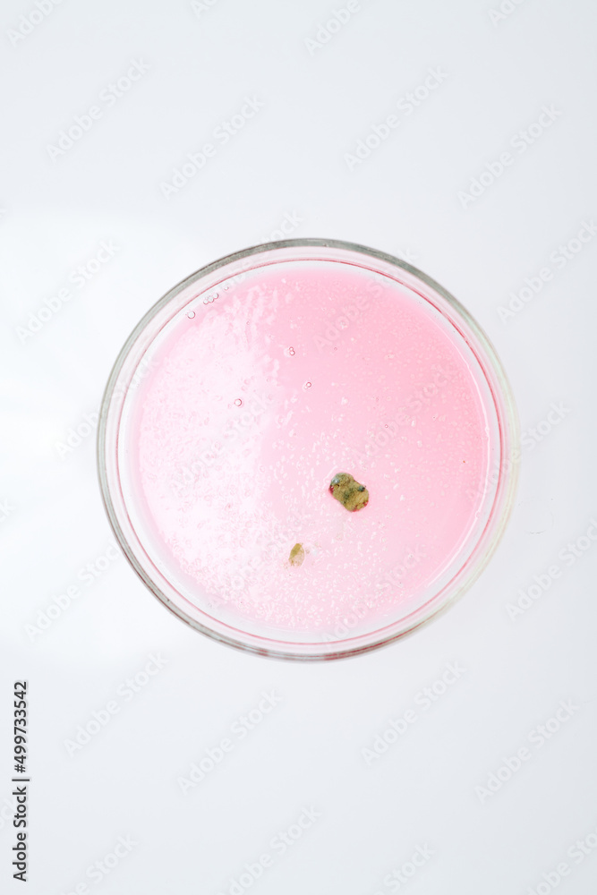 Above view of petri dish containing piece of mold grown in pink substance in chemical laboratory for new experiment Above view of petri dish containing piece of mold grown in pink substance in chemical laboratory for new experiment