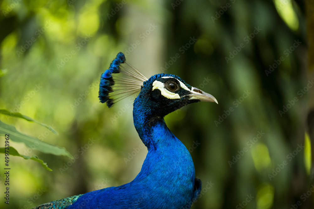 Paon, dans des couleurs sublimes, faisant la roue dans parc, très graphique proche d'une peinture Paon, dans des couleurs sublimes, faisant la roue dans parc, très graphique proche d'une peinture